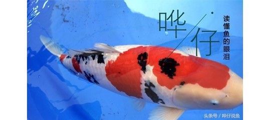 龍魚用抗生素藥有哪些藥可以用（龍魚用抗生素藥有哪些藥可以用抗生素藥有哪些藥可以用）