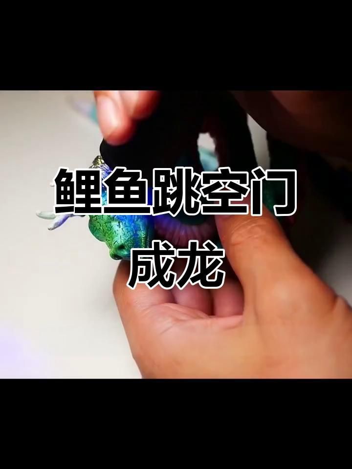 鯉魚對應青龍