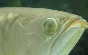 龍魚常見疾病與治療方法視頻大全：龍魚常見疾病及其治療方法