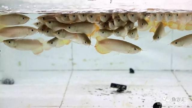 龍魚改口期間注意事項（龍魚改口期間如何判斷饑餓程度，龍魚改口訓練的最佳時間段）
