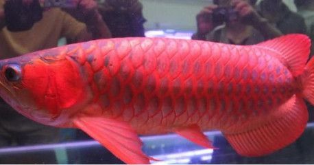 血紅龍是金龍魚(yú)嗎為什么那么貴：血紅龍魚(yú)為什么那么貴