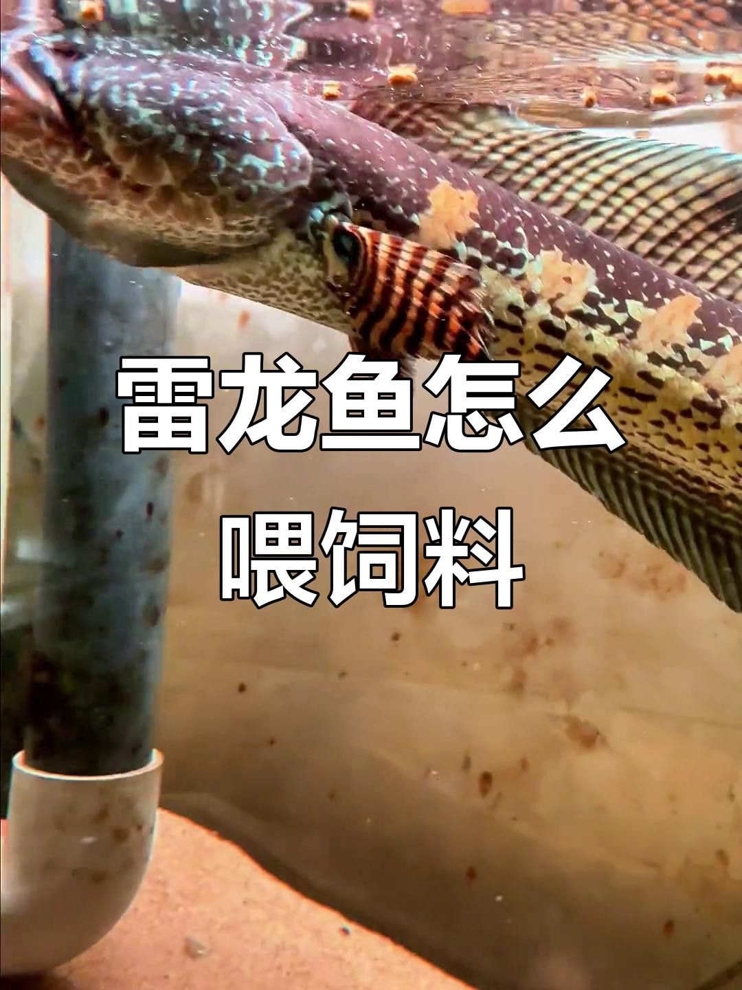 如何調(diào)整雷龍魚(yú)的喂食量？