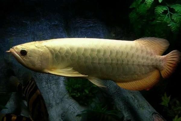 巧克力金龍魚幾萬塊一條：巧克力底金龍魚價格及其價格范圍：巧克力底金龍魚幾萬塊一條