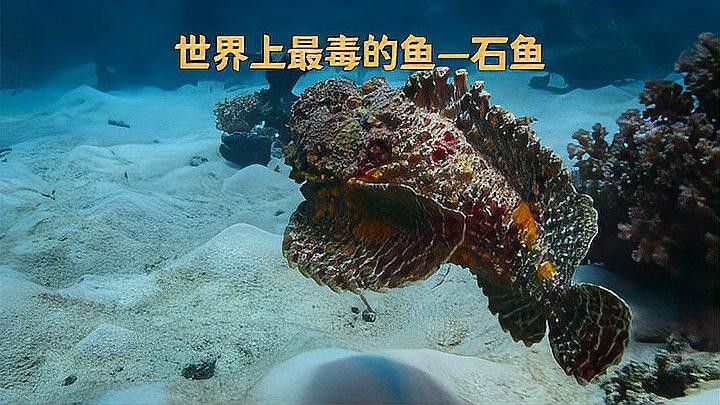龍頭魚中毒有哪些癥狀？