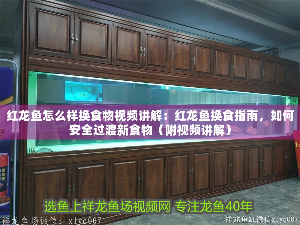 紅龍魚怎么樣換食物視頻講解：紅龍魚換食指南，如何安全過渡新食物（附視頻講解）