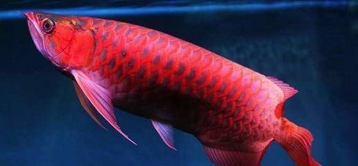 龍魚拉的長線屎：龍魚拉出的長線屎可能是由于多種原因引起的，飼養者要注意以下幾點