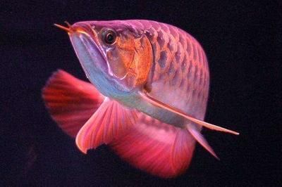 金頭過(guò)背金龍魚(yú)成長(zhǎng)過(guò)程（金頭過(guò)背金龍魚(yú)成年后的養(yǎng)護(hù)要點(diǎn)）