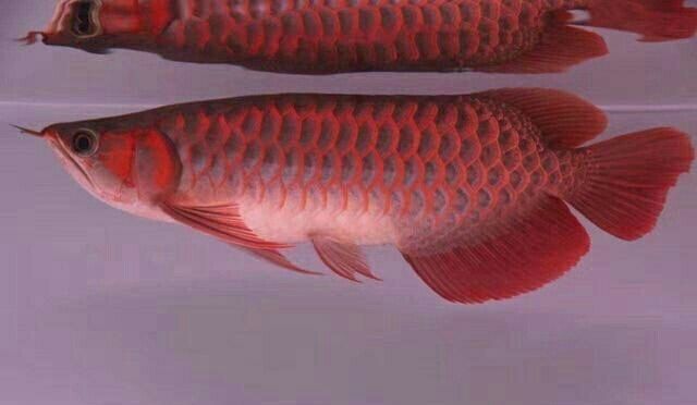 龍魚總在缸底游動：龍魚為什么總是在缸底游動