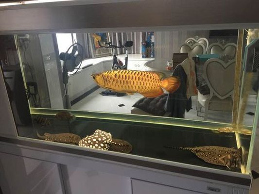 李亞四龍魚