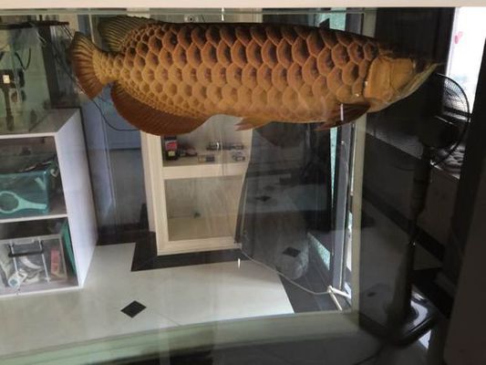 李亞四龍魚