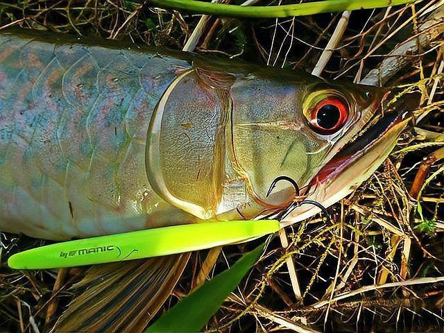 馬來西亞金龍亞馬遜銀龍 馬來西亞金龍亞馬遜銀龍 龍魚百科 第4張