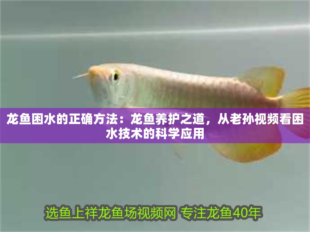 龍魚困水的正確方法：龍魚養(yǎng)護之道，從老孫視頻看困水技術的科學應用