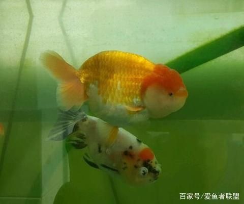 水族箱布置對幼魚的影響：水族箱布置對幼魚的影響是多方面的，水族箱布置對幼魚的影響