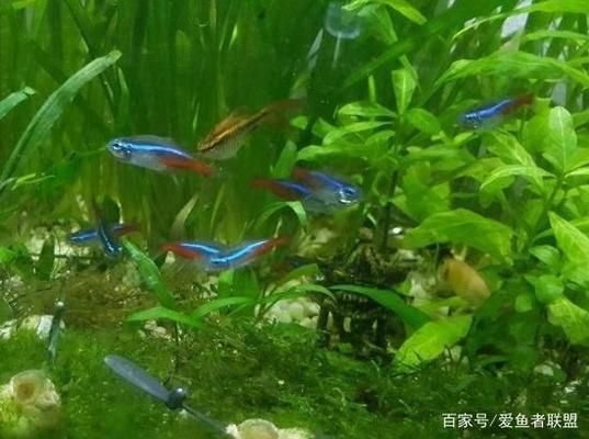 水族箱布置對幼魚的影響：水族箱布置對幼魚的影響是多方面的，水族箱布置對幼魚的影響