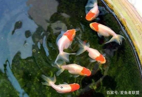 水族箱布置對幼魚的影響：水族箱布置對幼魚的影響是多方面的，水族箱布置對幼魚的影響