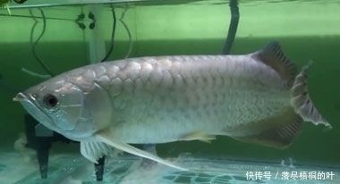 金龍魚吃什么食物最好養(yǎng)：關(guān)于金龍魚吃什么食物最好養(yǎng) 金龍魚吃什么食物最好養(yǎng)：關(guān)于金龍魚吃什么食物最好養(yǎng) 龍魚百科 第3張