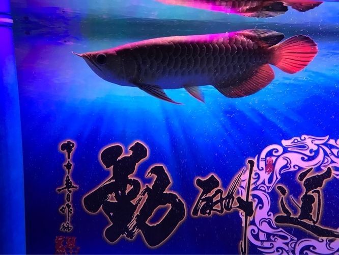 龍魚拉細便的原因（龍魚拉細便可能是由多種因素引起的）