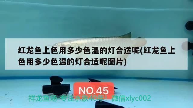 紅龍魚用多少色溫的燈（紅龍魚成年期最佳光照，紅龍魚燈光強度控制技巧）
