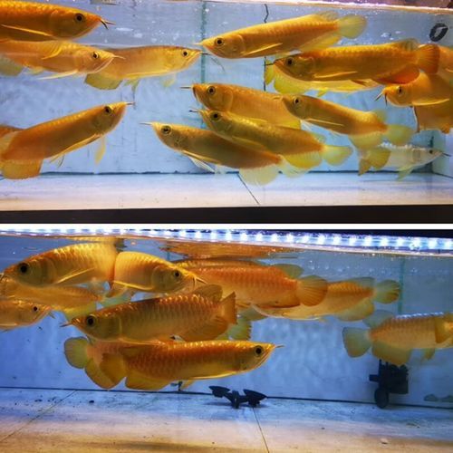 金龍魚24K金有哪些品種？
