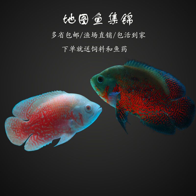 龍魚(yú)配地圖魚(yú)：龍魚(yú)與地圖魚(yú)混養(yǎng)的注意事項(xiàng)