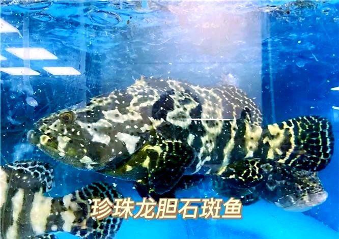 市場上40元一斤龍躉是真嗎