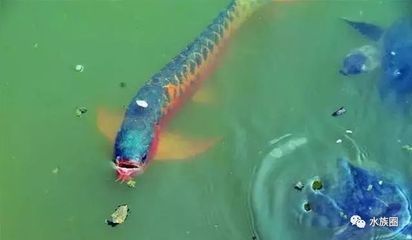 龍魚停止進口了嗎視頻：龍魚的進口情況如何