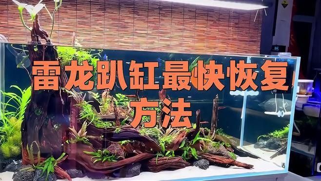 龍魚爬缸多久能恢復原狀了