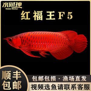 印尼紅龍魚魚苗的價(jià)格多少錢：印尼紅龍魚魚苗價(jià)格多少錢