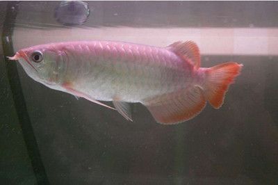 號半龍魚多少錢一條（號半龍魚價格搜索結果：號半龍魚價格及圖片表）