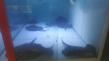 龍魚麻醉劑哪里買：龍魚麻醉劑品牌推薦,淘寶購買麻醉劑注意事項