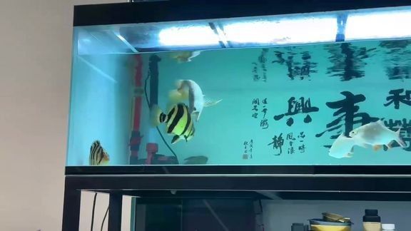 馬來西亞紅龍魚視頻大全最新