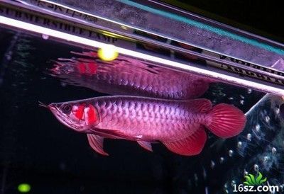龍魚側燈打多久才有效果：龍魚側燈的使用時間和效果
