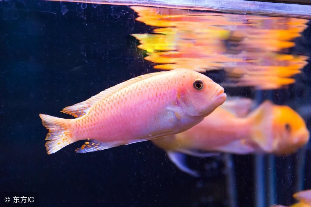 紅龍魚背上發黑（紅龍魚背上發黑是怎么回事紅龍魚身上發黑是怎么回事）