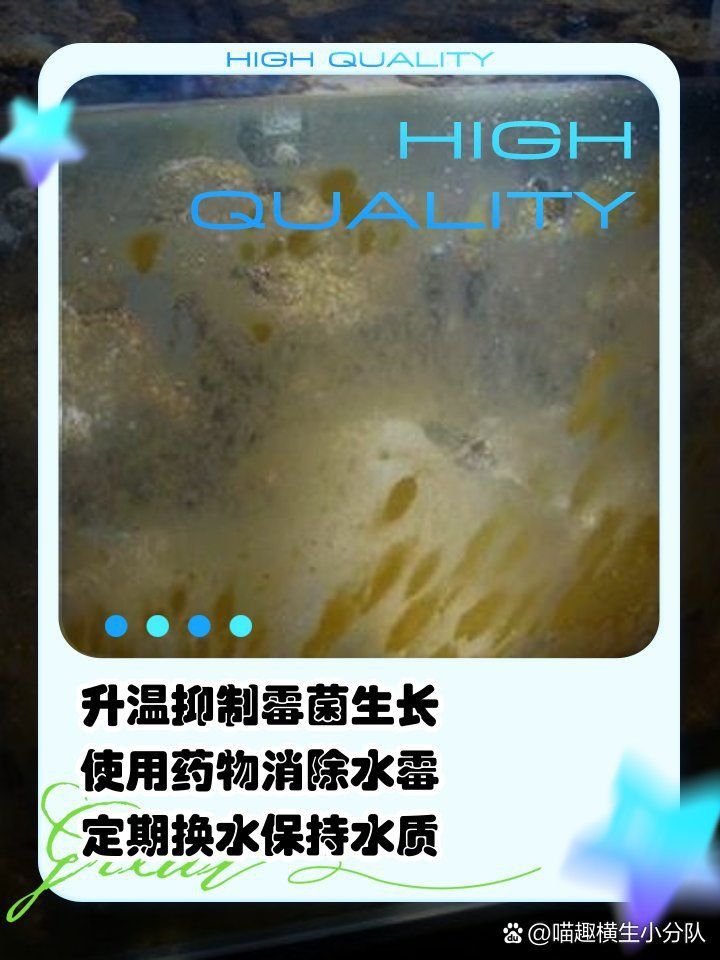 龍魚長霉菌該怎么治療