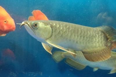 龍魚發(fā)色燈要什么放置才好：龍魚發(fā)色的正確放置方法