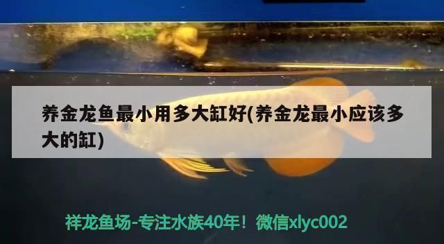 金龍魚多大魚缸可以養(yǎng)魚（金龍魚適合的魚缸尺寸）