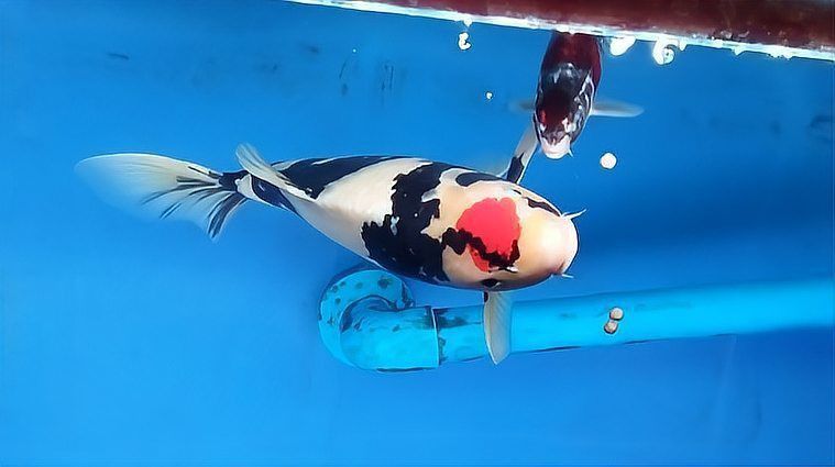 錦鯉專用萬能魚藥