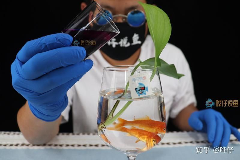 錦鯉專用萬能魚藥