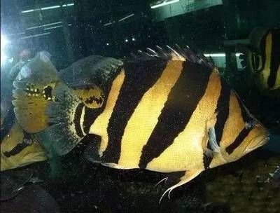 龍魚不吃飼料只吃活食怎么辦:龍魚不吃飼料只吃活食怎么辦龍魚不吃活食怎么辦 龍魚百科 第1張 龍魚不吃飼料只吃活食怎么辦:龍魚不吃飼料只吃活食怎么辦龍魚不吃活食怎么辦 龍魚不吃飼料只吃活食怎么辦:龍魚不吃飼料只吃活食怎么辦龍魚不吃活食怎么辦 龍魚百科 第1張