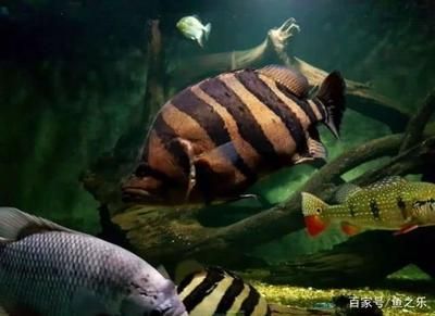 龍魚不吃飼料只吃活食怎么辦:龍魚不吃飼料只吃活食怎么辦龍魚不吃活食怎么辦 龍魚百科 第2張 龍魚不吃飼料只吃活食怎么辦:龍魚不吃飼料只吃活食怎么辦龍魚不吃活食怎么辦 龍魚不吃飼料只吃活食怎么辦:龍魚不吃飼料只吃活食怎么辦龍魚不吃活食怎么辦 龍魚百科 第2張