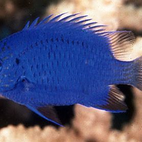 藍寶石魚最忌三種東西