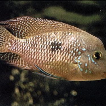 藍寶石魚最忌三種東西