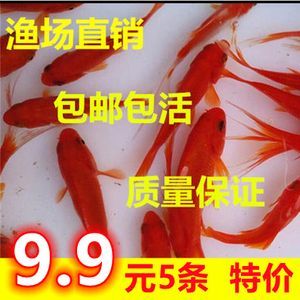 龍魚飼料魚 分開養嗎怎么養活它：龍魚飼料魚分開養嗎