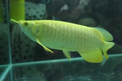 龍魚和金龍魚：金龍魚和銀龍魚的區別