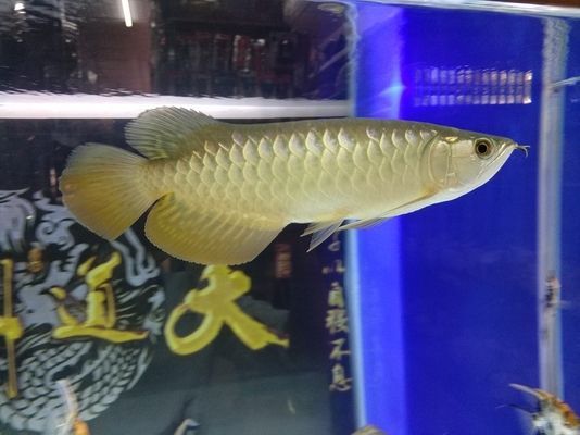 龍魚如何喂食大麥蟲（喂食龍魚大麥蟲的注意事項） 龍魚如何喂食大麥蟲（喂食龍魚大麥蟲的注意事項） 龍魚百科 第3張