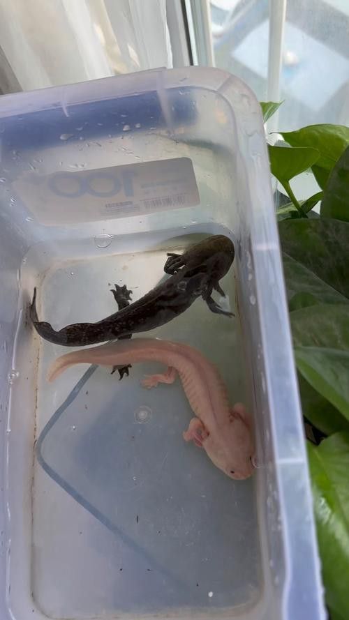 恐龍魚和黑魚