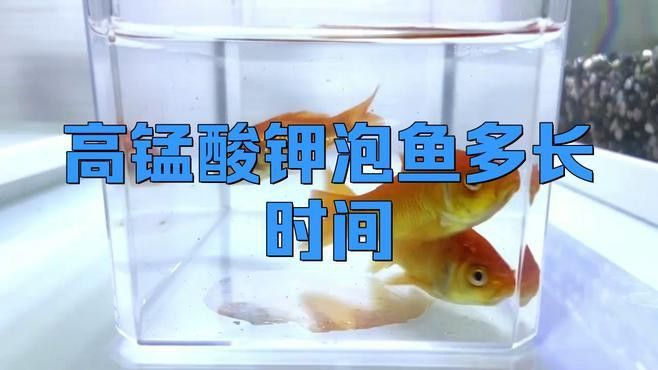 紅龍魚泡藥后有哪些后遺癥