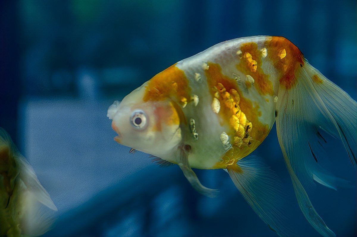 紅龍魚泡藥后有哪些后遺癥