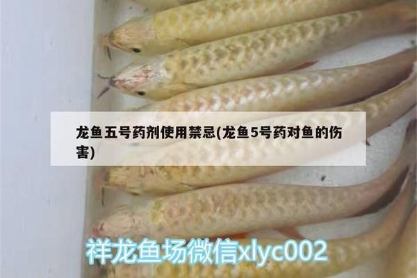 龍魚5號藥水：龍魚5號藥水使用方法