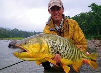 黃金河虎能和龍魚混養嗎？需要注意什么？：黃金河虎與龍魚是否能混養取決于多種因素，需要注意什么
